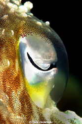 "The Eye"  of the cuttle fish. 

 by Cenk Ceylanoglu 